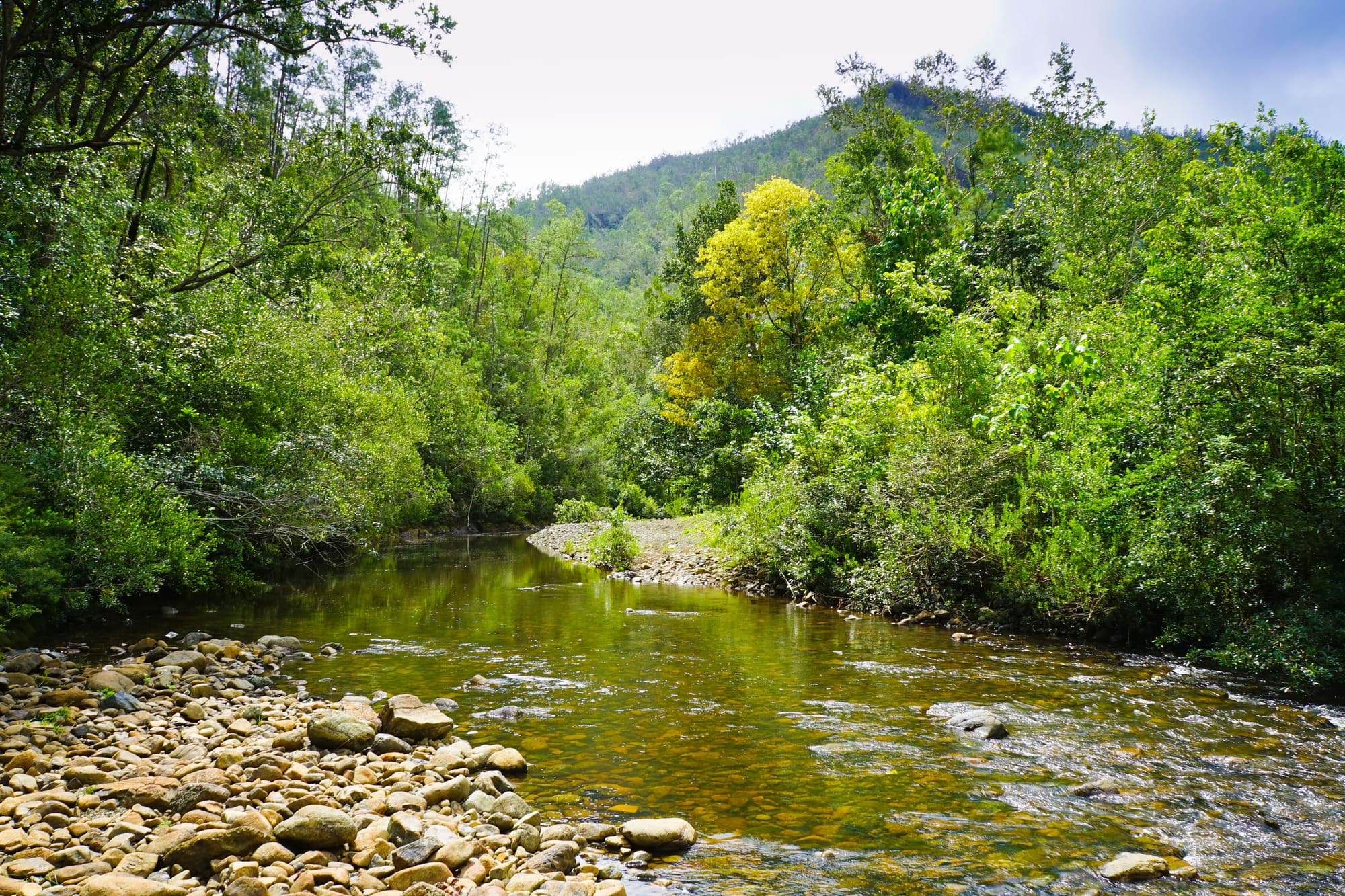 Shallow river winds through dense green forest, with pebbled banks and a wooded hillside under pale sky.