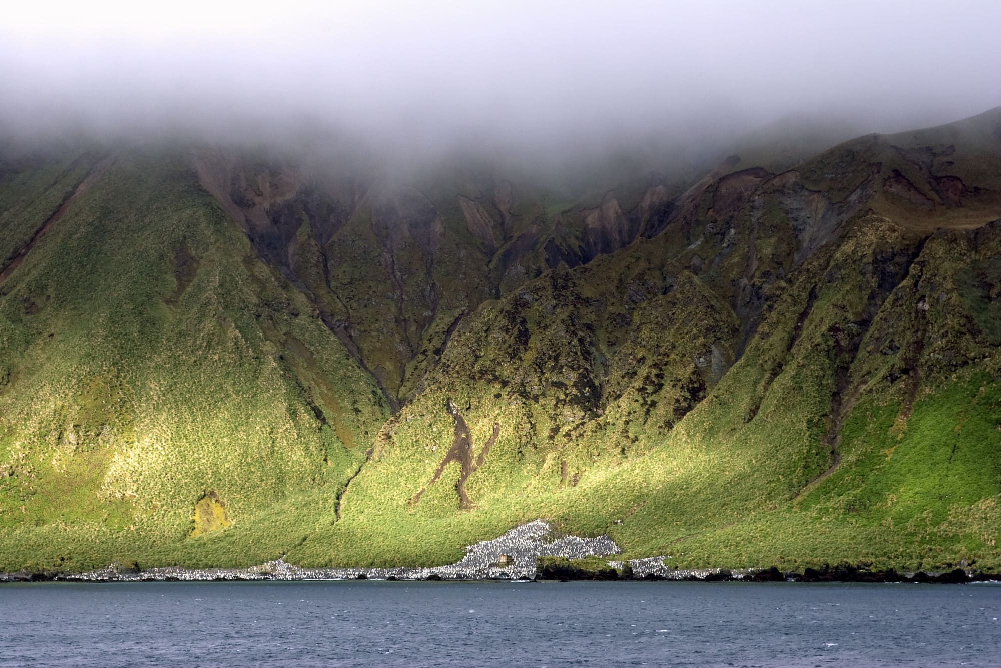 Steep tussock-green slopes rise under low cloud above a dense penguin colony on Macquarie Island's shoreline.