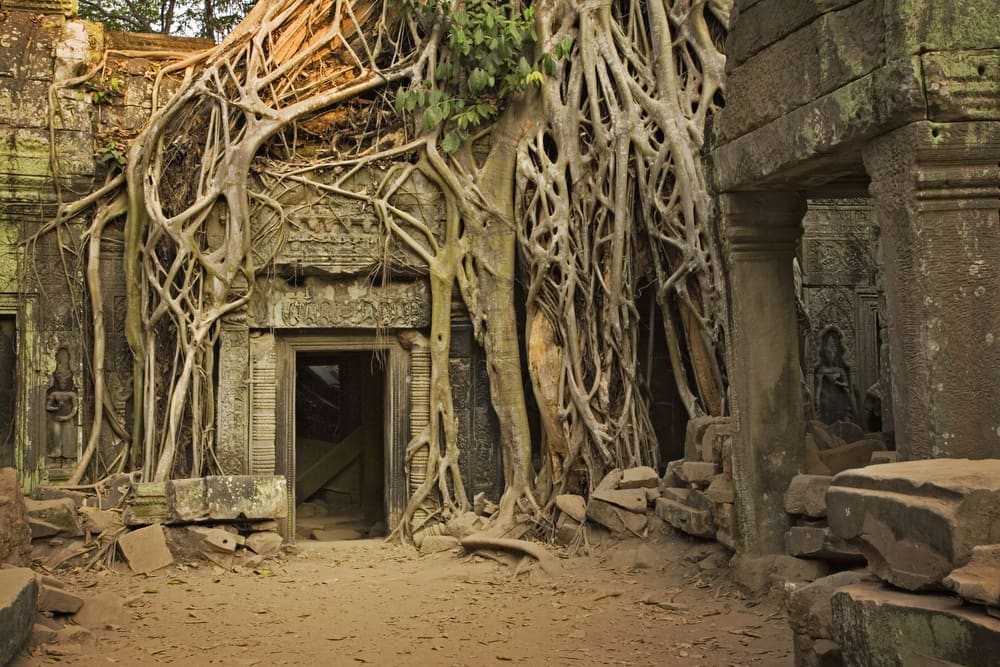 Strangler fig roots covering the stone doorway of a ruined temple at Angkor