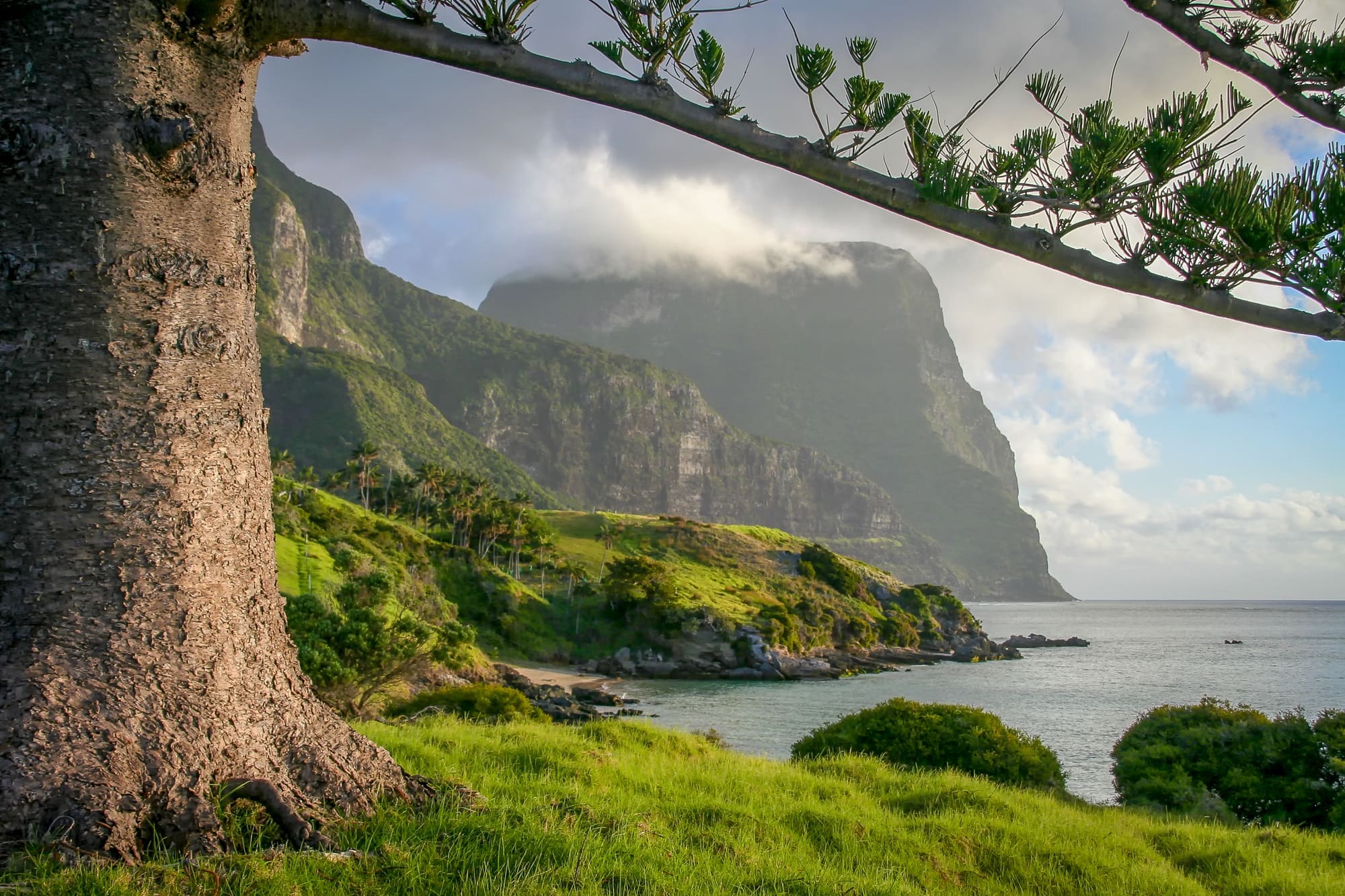 Cloud-capped Mount Gower above a green headland and calm bay, framed by a Norfolk Island pine